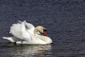 cisne de aves acuáticas en el lago durante la primavera o el verano foto