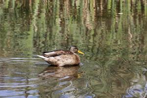 patos silvestres migratorios en lagos europeos, europa del este foto