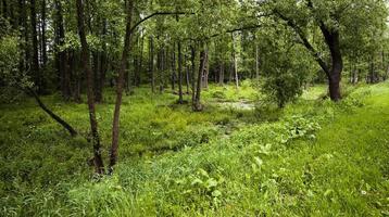 bog   close up photo