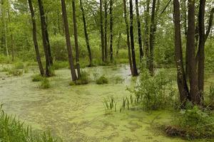 the trees growing in the territory of a bog. spring season photo