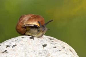 one common wild snail crawling on rocks and illuminated by sunlight photo