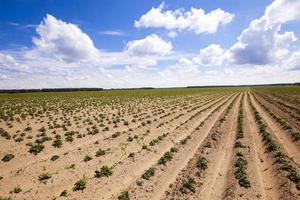 a potato field photo