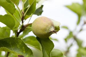 green leaves of apple trees and apples photo