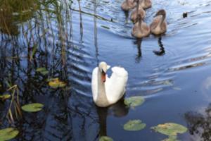 Swans family pond photo