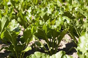 high quality selection of sugar beet varieties to obtain the largest possible yield photo