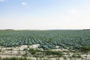 campo agrícola con un repollo foto