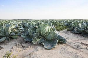 Field with cabbage photo