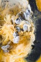 ripe orange pumpkin covered with mold and mildew photo