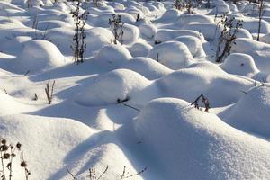 hierba en grandes montones después de nevadas y ventiscas, el invierno foto