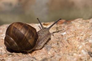 grape snail crawling on its territory photo