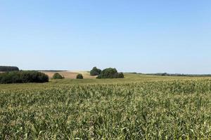 Field of green corn photo