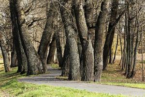 autumn trees , Belarus photo