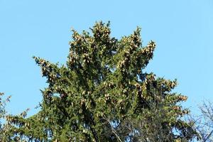spruce cones on the top of the tree photo