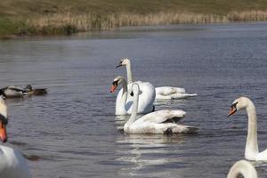 common swans with white plumage, white swans photo