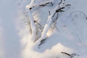 winter season in the forest or in the park photo