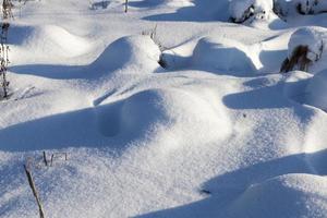 hummocks in the swamp large drifts after snowfalls photo