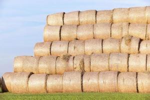 stack of straw in the field photo