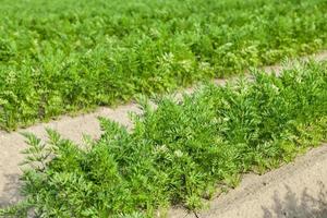 Field with carrot photo