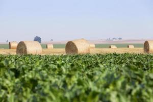 beetroot in field photo