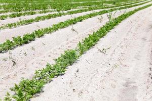 green carrot field photo