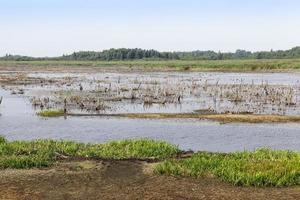 swamp, the end of summer photo