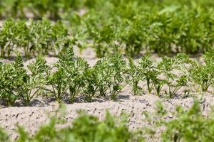 Field with carrot photo