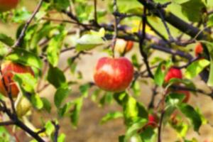 manzana en una rama foto