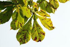 yellowing leaves of chestnut photo