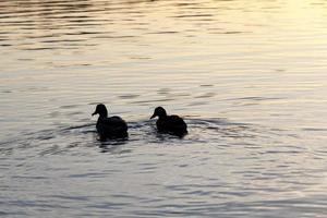 wild ducks floating on the lake, beautiful waterfowl ducks photo