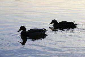 aves acuáticas aves silvestres patos en la naturaleza foto