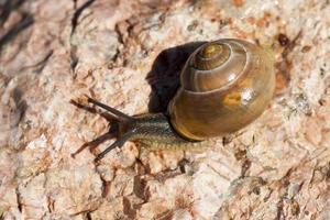 grape snail crawling on its territory photo