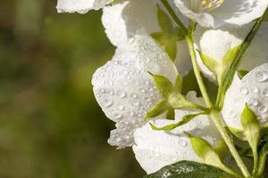 white fragrant jasmine flowers covered with water drops photo