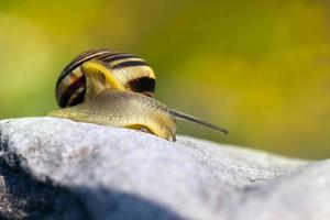 common wild snail crawling on rocks and illuminated by sunlight photo