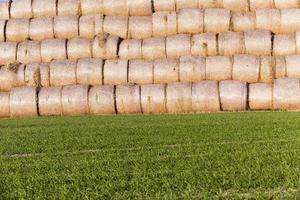 stack of straw in the field photo