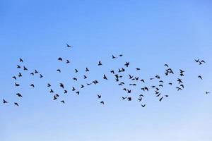 a large number of birds against the sky photo