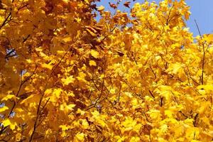 aple with changing reddening leaf close up, beautiful nature photo