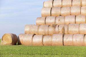 stack of straw in the field photo