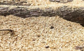 harvested wood, close-up photo