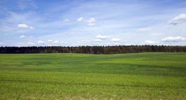 Agriculture. cereals. Spring photo