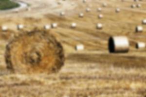 stack of straw in the field photo