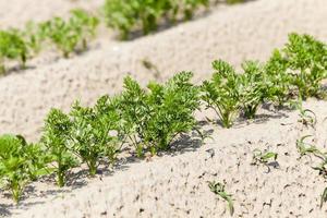 green carrot field photo