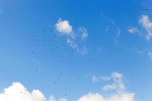 pájaros volando en el cielo foto