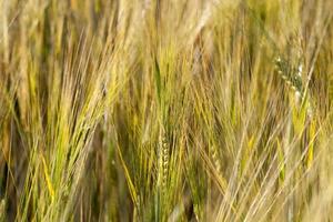 Field with cereal photo