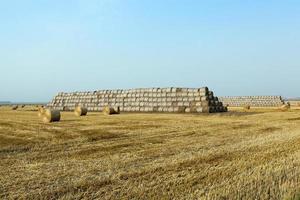 haystacks in a field of straw photo