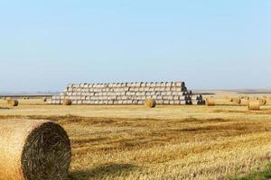 stack of straw in the field photo