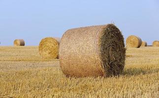 stack of straw in the field photo