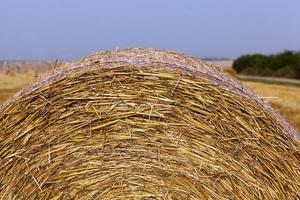 stack of straw in the field photo