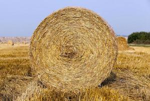 stack of straw in the field photo