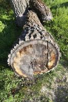 old tree trunk photo