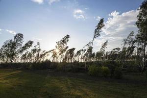 broken birch tree after a storm photo